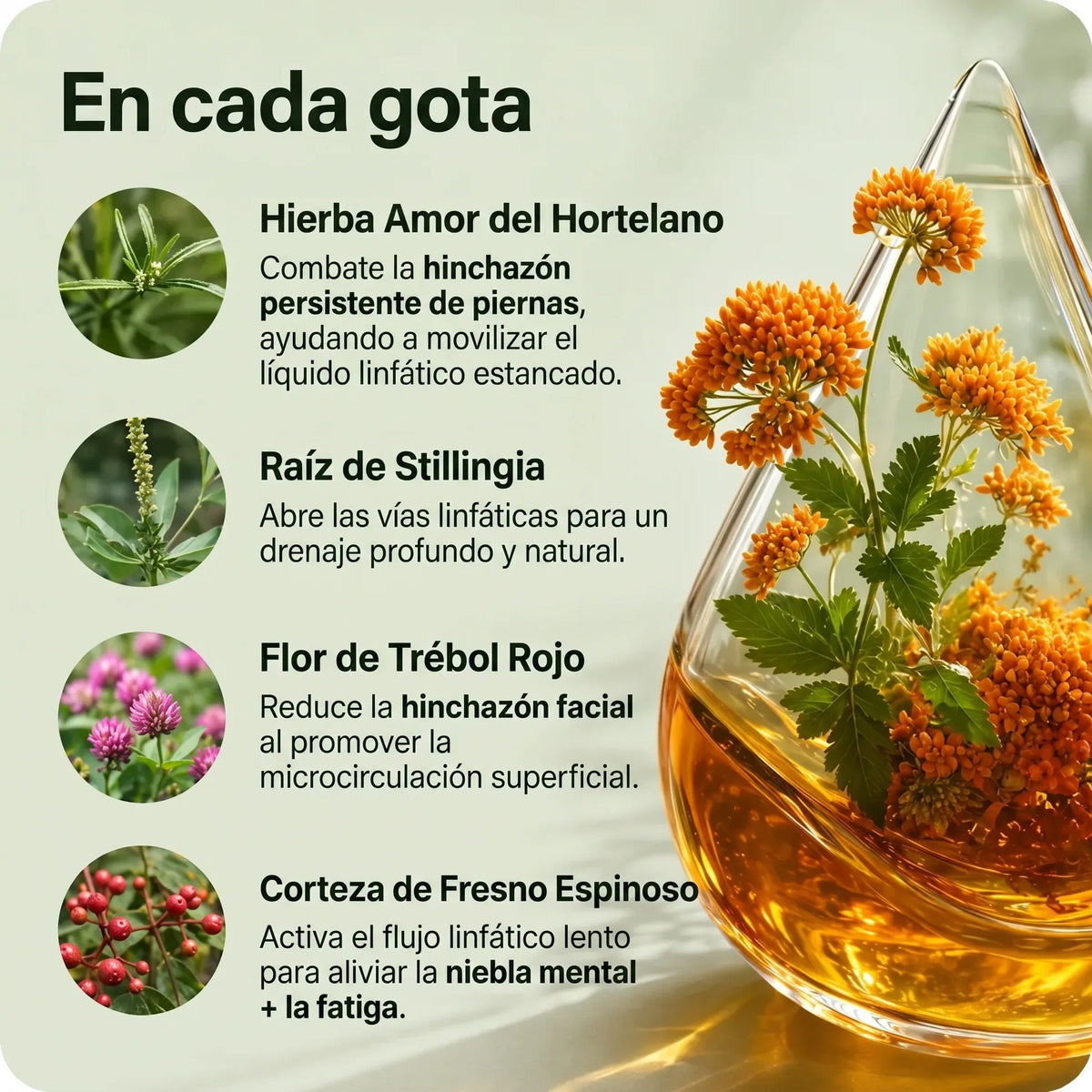 Drenaje Linfático Mayaverra - Gotas Naturales